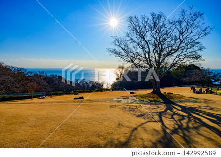 冬日清晨，東山公園的景色盡收眼底。前景是一棵樸樹，陽光燦爛，金色的草坪後方是相模灣。 142992589