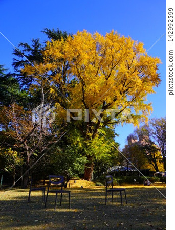 一棵高大的銀杏樹在藍天的映襯下格外醒目，公園長椅上的秋葉構成了一幅美麗的景象。 142992599