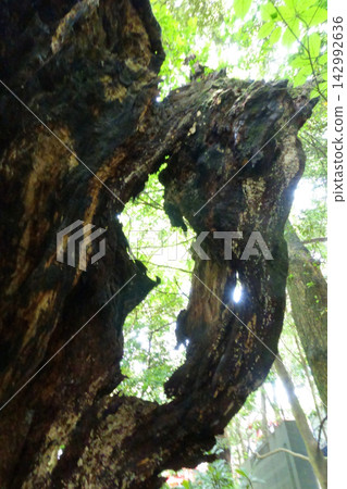 Even as it decays, the sacred tree remains in the light. Even as it decays, the sacred tree remains in the light. 142992636