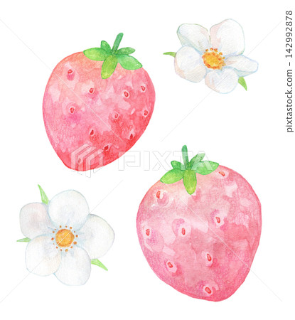 A watercolor illustration of strawberries and flowers. A watercolor illustration of strawberries and flowers. 142992878