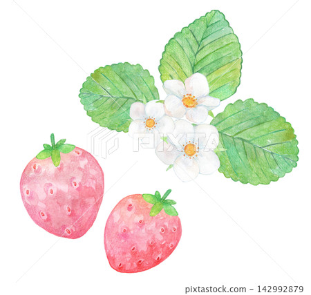 Illustration of strawberry drawn in watercolor Illustration of strawberry drawn in watercolor 142992879