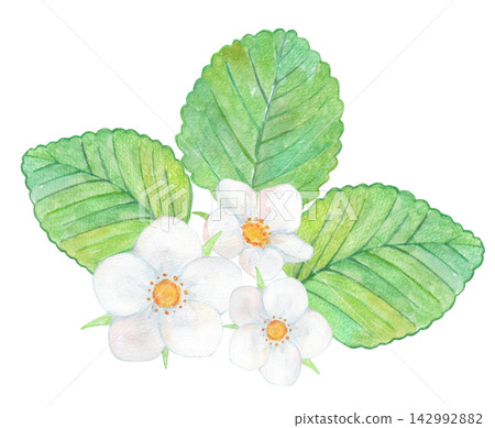 一幅草莓和花的水彩插圖 一幅草莓和花的水彩插圖 142992882