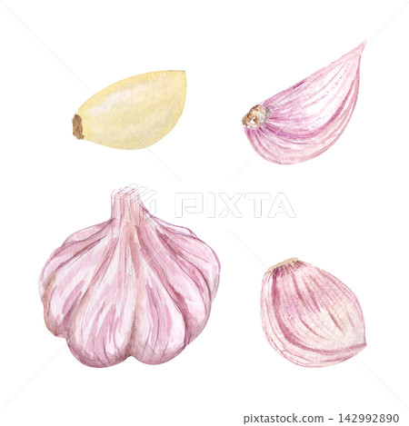 Watercolor whole garlic bulb and separate cloves isolated on white. Hand painted vegetable illustration ideal for food packaging, cookbooks, recipe cards, menus, grocery branding and culinary design Watercolor whole garlic bulb and separate cloves isolated on white. Hand painted vegetable illustration ideal for food packaging, cookbooks, recipe cards, menus, grocery branding and culinary design 142992890