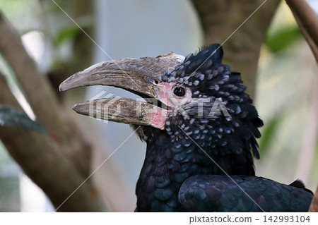 A close-up of a female silver-tailed hornbill's face with its mouth open. A close-up of a female silver-tailed hornbill's face with its mouth open. 142993104