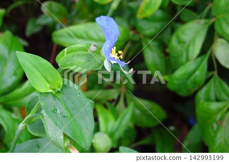 鴨蹠草 鴨蹠草 142993199