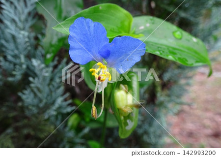 鴨蹠草 鴨蹠草 142993200