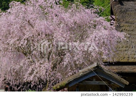 Miyama thatched village in full bloom of spring Miyama thatched village in full bloom of spring 142993239