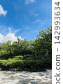 美麗的公園景觀，湛藍的天空和鬱鬱蔥蔥的樹木。 142993634