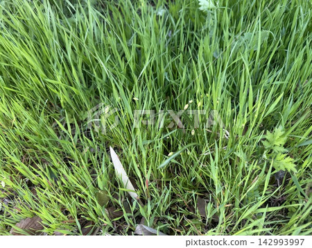 A patch of grass overgrown with weeds / The plants A patch of grass overgrown with weeds / The plants 142993997