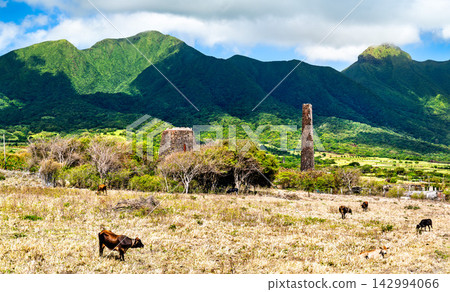 Historic stone sugar mill ruins standing in a countryside landscape with grazing cattle and green mountains in Saint Kitts. Historic stone sugar mill ruins standing in a countryside landscape with grazing cattle and green mountains in Saint Kitts. 142994066