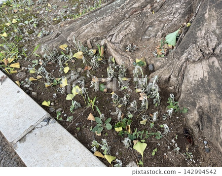 On a hot summer day, a withered plant / The plant On a hot summer day, a withered plant / The plant 142994542