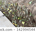 炎炎夏日，一株枯萎的植物/這株植物 142994544