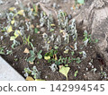 炎炎夏日，一株枯萎的植物/這株植物 142994545