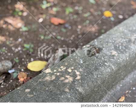 Ants gathering around insect carcasses / The insects Ants gathering around insect carcasses / The insects 142994606