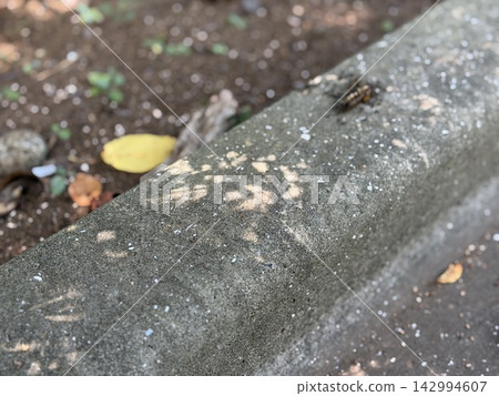 Ants gathering around insect carcasses / The insects Ants gathering around insect carcasses / The insects 142994607