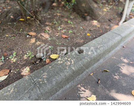 Ants gathering around insect carcasses / The insects Ants gathering around insect carcasses / The insects 142994609