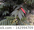 在排列整齊的眾多葉片中，只有一片是紅色的。 / 這株植物 142994709