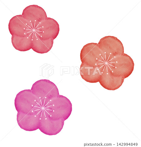 一組紅色、粉紅色和朱紅色梅花的水彩插畫 1 142994849