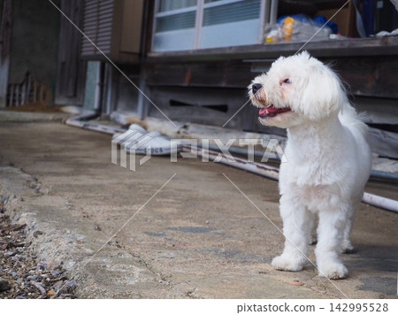 A Bichon Frise standing in front of an old house A Bichon Frise standing in front of an old house 142995528