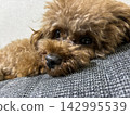 一隻玩具貴賓犬慵懶地躺在沙發上的臉 142995539