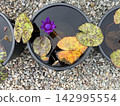 睡蓮花和色彩鮮豔的葉子 142995554