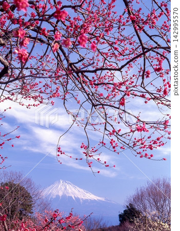 靜岡縣富士市岩本山公園的富士山和梅樹 靜岡縣富士市岩本山公園的富士山和梅樹 142995570