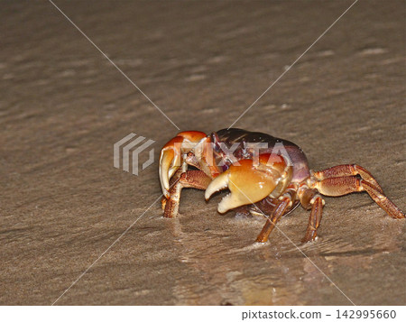 Land crab spawning Land crab spawning 142995660