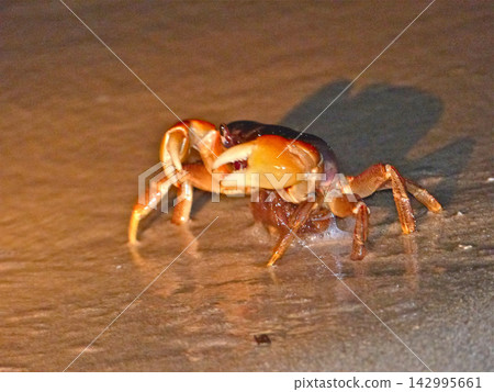 Land crab spawning Land crab spawning 142995661