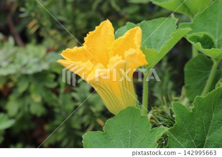 黃色南瓜花 黃色南瓜花 142995663