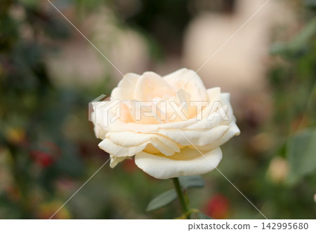 a bunch of roses in the garden 142995680