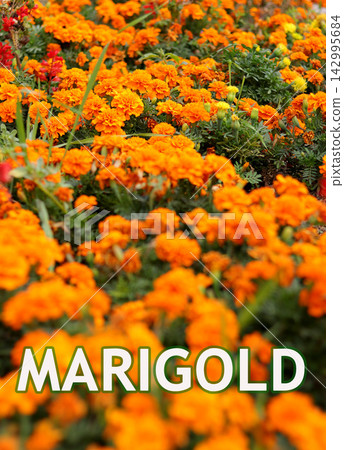 gardening word on a sunny day 142995684
