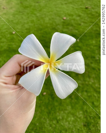 夏威夷草坪上，一朵白色的雞蛋花被握在手中。 142995762