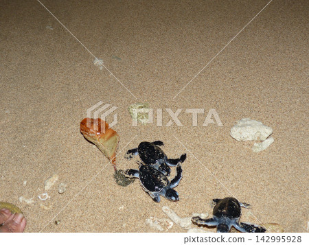 Hatching of baby sea turtles Hatching of baby sea turtles 142995928
