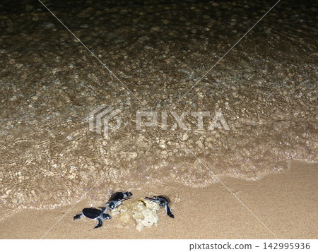 小海龜孵化 小海龜孵化 142995936