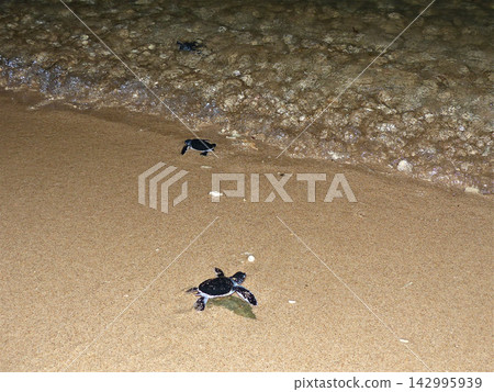 Hatching of baby sea turtles Hatching of baby sea turtles 142995939