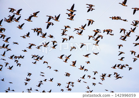 Miyajima Marsh at dawn: Countless migratory birds taking flight as morning breaks, and the morning scenery of Bibai. Miyajima Marsh at dawn: Countless migratory birds taking flight as morning breaks, and the morning scenery of Bibai. 142996059