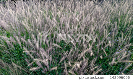 Wild Fountain Grass Field Background Texture 142996096