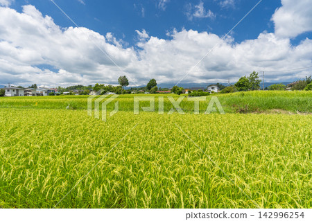 靜岡縣禦殿場市的鄉村景色，夏日藍天，綠稻田鬱鬱蔥蔥。 142996254