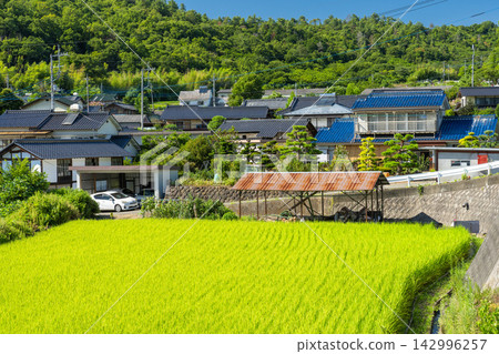 山梨縣北斗市典型的鄉村景觀，在夏季鬱鬱蔥蔥的稻田中綿延展開。 142996257