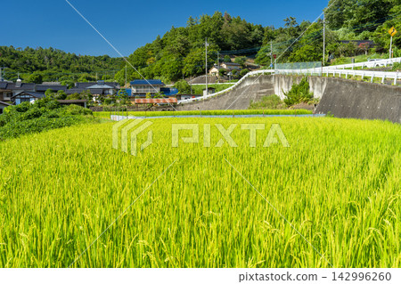 山梨縣北斗市典型的鄉村景觀,在夏季鬱鬱蔥蔥的稻田中綿延展開。 山梨縣北斗市典型的鄉村景觀,在夏季鬱鬱蔥蔥的稻田中綿延展開。 142996260