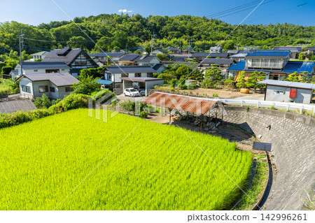 山梨縣北斗市典型的鄉村景觀,在夏季鬱鬱蔥蔥的稻田中綿延展開。 山梨縣北斗市典型的鄉村景觀,在夏季鬱鬱蔥蔥的稻田中綿延展開。 142996261