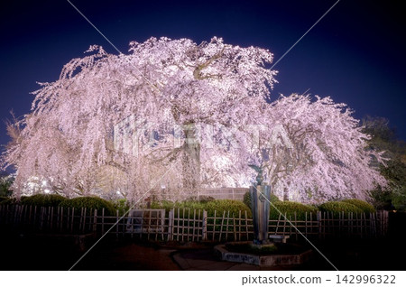 圓山公園:夜間櫻花燈光秀(垂枝櫻花) 圓山公園:夜間櫻花燈光秀(垂枝櫻花) 142996322