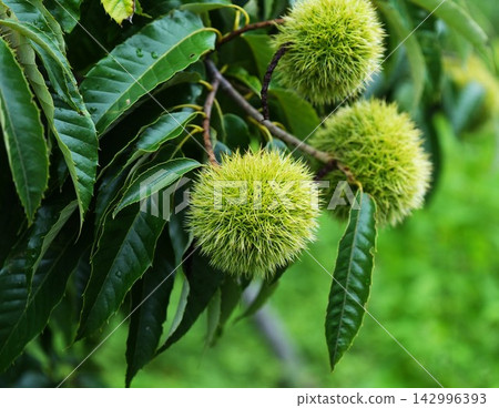 藍栗子果實 藍栗子果實 142996393