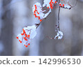 Snow-covered rowan trees, a winter spectacle. 142996530