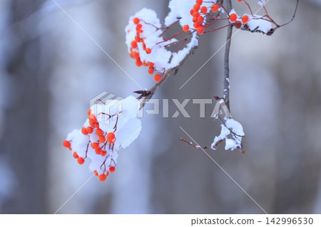 Snow-covered rowan trees, a winter spectacle. Snow-covered rowan trees, a winter spectacle. 142996530