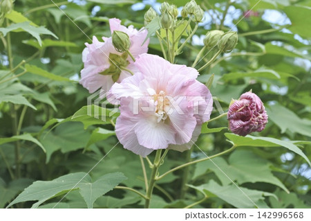 醉酒芙蓉 醉酒芙蓉 142996568