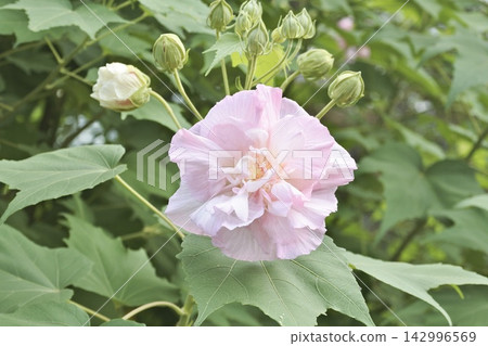 醉酒芙蓉 142996569