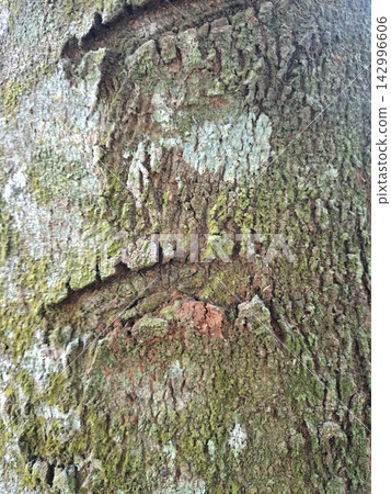Detailed texture of rough tree bark covered with green moss and lichen patches. Detailed texture of rough tree bark covered with green moss and lichen patches. 142996606