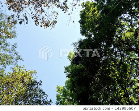 Low angle view of lush green forest canopy against clear blue sky in daylight. 142996607