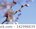Ume flower 142996639